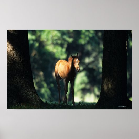 Arab Foal in de Trees Poster (Voorkant)