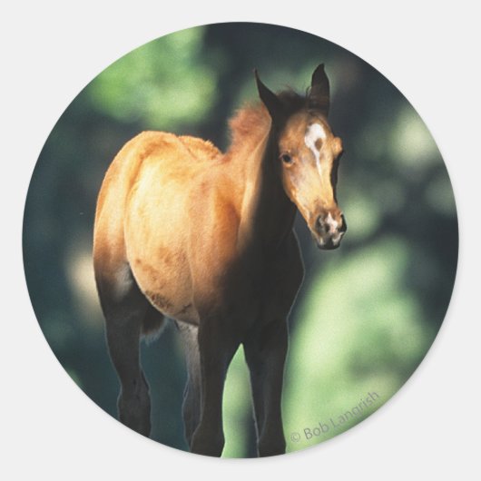 Arab Foal in de Trees Ronde Sticker (Voorkant)