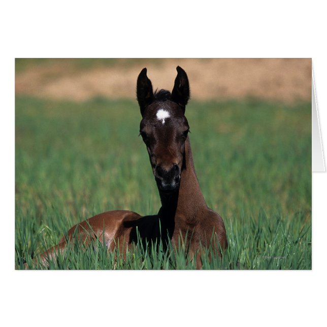Arab Foal Laying Down (Voorkant Horizontaal)