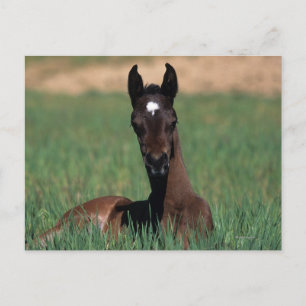 Arab Foal Laying Down Briefkaart