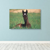 Arab Foal Laying Down Canvas Afdruk (Insitu (Houten vloer))