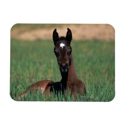 Arab Foal Laying Down Magneet (Horizontaal)