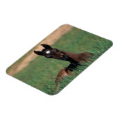 Arab Foal Laying Down Magneet (Linkerzijde)