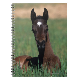 Arab Foal Laying Down Notitieboek