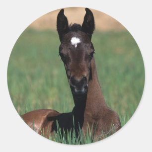 Arab Foal Laying Down Ronde Sticker