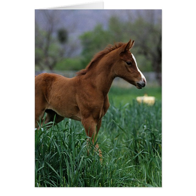 Arab Foal Standing (Voorkant)