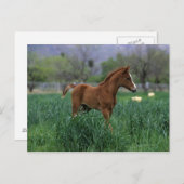 Arab Foal Standing Briefkaart (Voorkant / Achterkant)