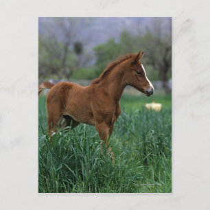 Arab Foal Standing Briefkaart