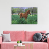 Arab Foal Standing Canvas Afdruk (Insitu (Woonkamer))