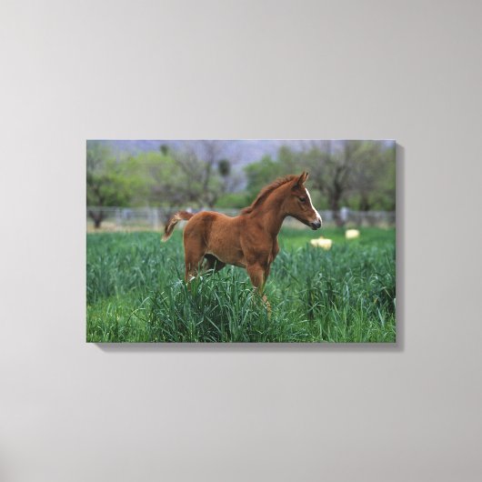 Arab Foal Standing Canvas Afdruk (Voorkant)