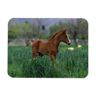 Arab Foal Standing Magneet