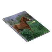 Arab Foal Standing Notitieboek (Rechterzijde)