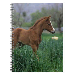 Arab Foal Standing Notitieboek