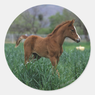 Arab Foal Standing Ronde Sticker