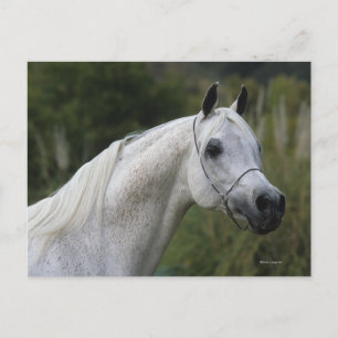 Arab Horse Headshot 1 Briefkaart