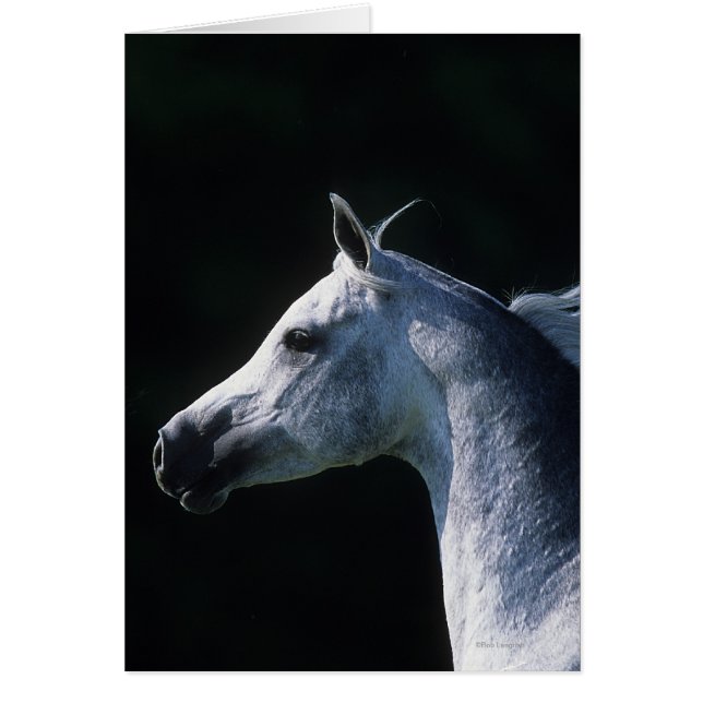 Arab Horse Headshot 2 (Voorkant)