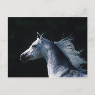 Arab Horse Headshot 2 Briefkaart