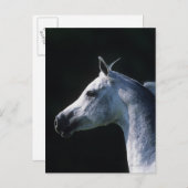 Arab Horse Headshot 2 Briefkaart (Voorkant / Achterkant)
