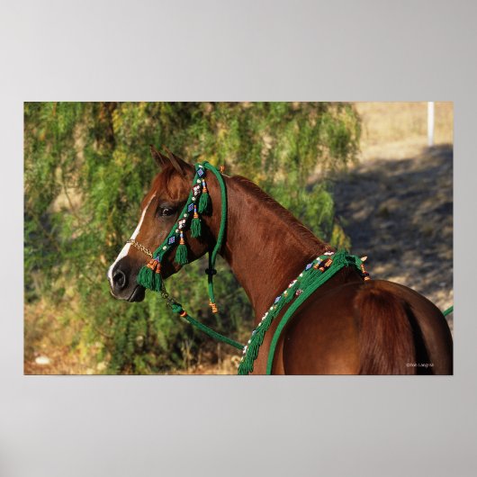 Arab Horse Headshot met bridle Poster (Voorkant)