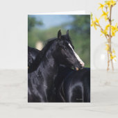 Arab Horse Scratching Kaart (Gele Bloem)