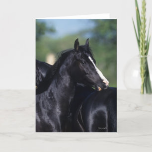 Arab Horse Scratching Kaart