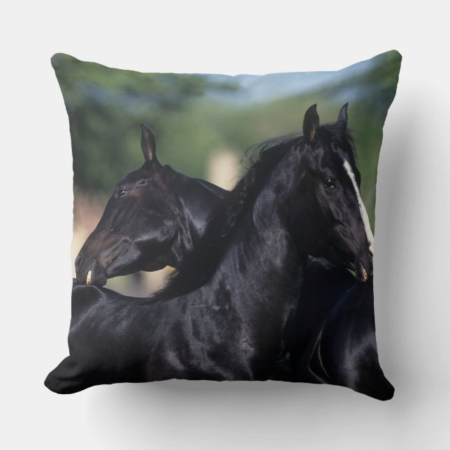 Arab Horse Scratching Kussen (Voorkant)