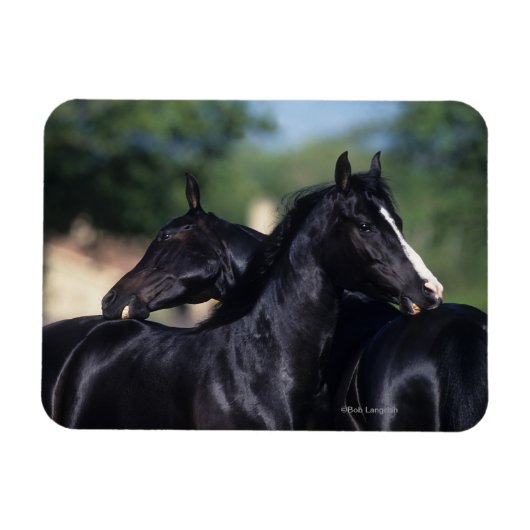 Arab Horse Scratching Magneet (Horizontaal)