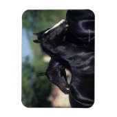 Arab Horse Scratching Magneet (Verticaal)