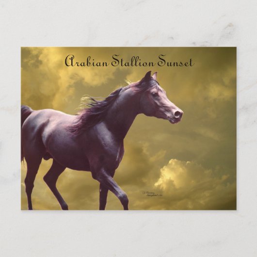 Arabe Stallion Stormy Sunset carte postale (Devant)
