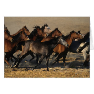 Arabes courant dans le désert