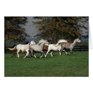 Arabes courant dans le domaine