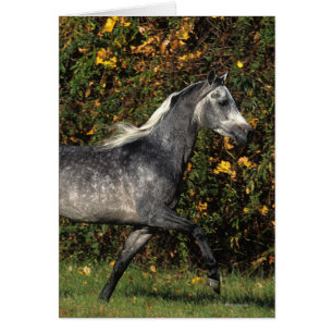 Arabes en course : Automne