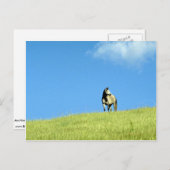 Arabiaanse merrie, Victoria, Australië Briefkaart (Voorkant / Achterkant)