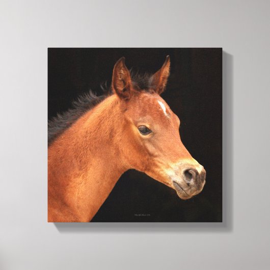 Arabian Filly Canvas Afdruk (Voorkant)