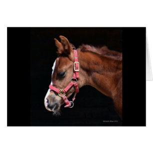 Arabian Foal