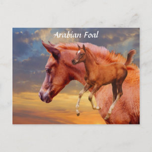 Arabian Foal Sunset Briefkaart