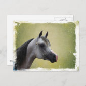 Arabian Horse Grunge Briefkaart (Voorkant / Achterkant)