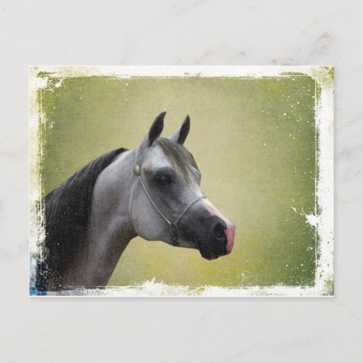 Arabian Horse Grunge Briefkaart (Voorkant)