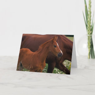 Arabian Horse Near Kaart