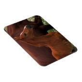 Arabian Horse Near Magneet (Rechterzijde)