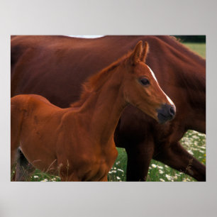 Arabian Horse Near Poster