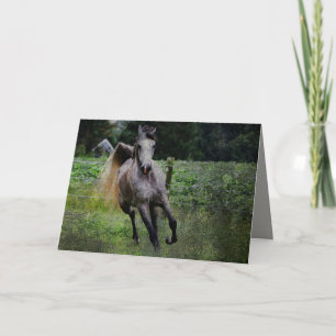 Arabian Horse Note Kaart