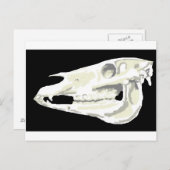Arabian Horse Skull Briefkaart (Voorkant / Achterkant)