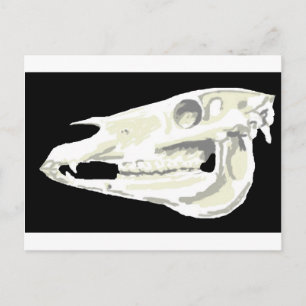 Arabian Horse Skull Briefkaart