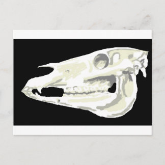 Arabian Horse Skull Briefkaart