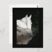 Arabian Horse Slick Briefkaart (Voorkant / Achterkant)