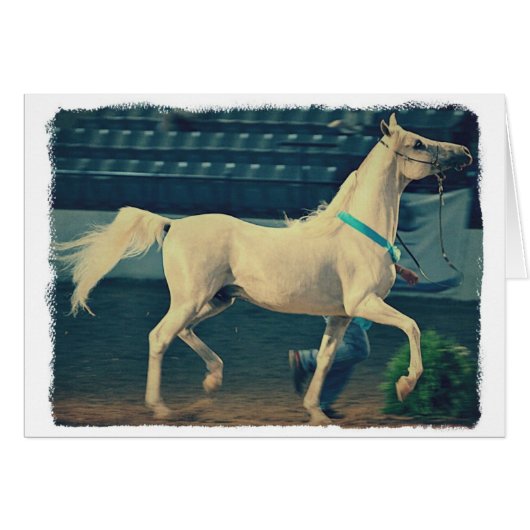 Arabian Show Horse (Devant horizontal)
