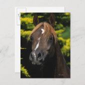 Arabian Stallion Briefkaart (Voorkant / Achterkant)
