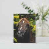 Arabian Stallion Briefkaart (Staand voorkant)