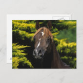 Arabian Stallion Briefkaart (Voorkant / Achterkant)
